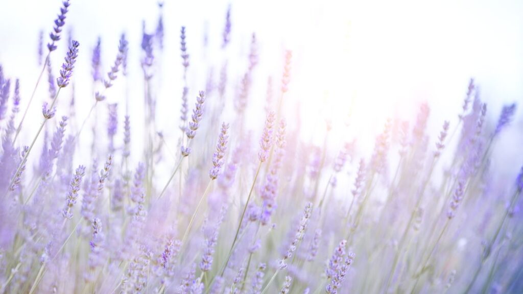 Top 15 Lavender Essential Oil Uses