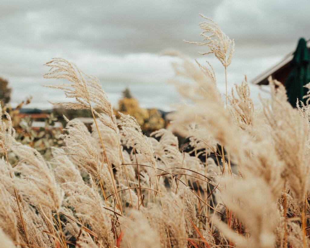 doTERRA Fall Diffuser Blends